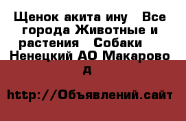 Щенок акита ину - Все города Животные и растения » Собаки   . Ненецкий АО,Макарово д.